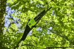 60 V piła na wysięgniku Greenworks GD60PS25