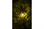 ŹRÓDŁO ŚWIATŁA LED, FILAMENT, S14, 2700K, E27, 0,5W, AC220-240V, 360°, 50lm, 5mA