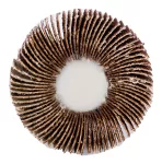 Ściernica listkowa trzpieniowa 60 x 15 x 6 mm, P120