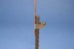 Klamra do pręta uziemiającego ze stali nierdzewnej, do połączenia typu pręt-przewód, 1/2"–5/8" dia, #12 linkowy–#2 linkowy, 4 mm² linkowy–25 mm² linko