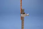 Klamra do pręta uziemiającego ze stali nierdzewnej, do połączenia typu pręt-przewód, 1/2"–5/8" dia, #12 linkowy–#2 linkowy, 4 mm² linkowy–25 mm² linko