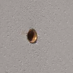 Mosiężna kotew rozporowa, M6 Gwintu, 22 mm
