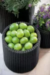 KETER ZESTAW DONICZEK S+M+L CYLINDER PLANTERS ANTHRACITE