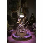 Lampa LED STAR GROW T LAMP 10W Clear E27