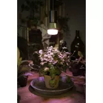 Lampa LED STAR GROW T LAMP 10W Clear E27