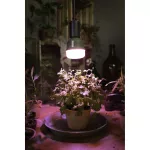 Lampa LED STAR GROW T LAMP 20W Clear E27