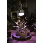 Lampa LED STAR GROW T LAMP 20W Clear E27