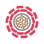 ÖLFLEX® HEAT 1565 SC 1X4