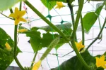BRADAS SIATKA PODPORA DO ROŚLIN PNĄCYCH PLANT NET 2x20m